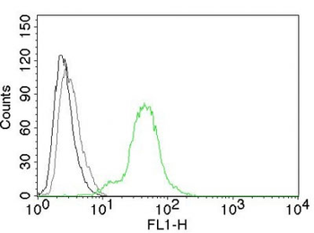 ER-beta1 (Estrogen Receptor beta-1) Antibody - With BSA and Azide