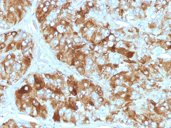 Chromogranin A / CHGA (Neuroendocrine Marker) Antibody - With BSA and Azide