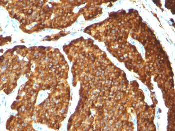 Chromogranin A / CHGA (Neuroendocrine Marker) Antibody - With BSA and Azide