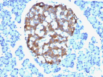 Chromogranin A / CHGA (Neuroendocrine Marker) Antibody - With BSA and Azide