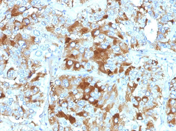 Chromogranin A / CHGA (Neuroendocrine Marker) Antibody - With BSA and Azide
