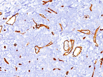 CD34 (Hematopoietic Stem Cell & Endothelial Marker) Antibody - With BSA and Azide