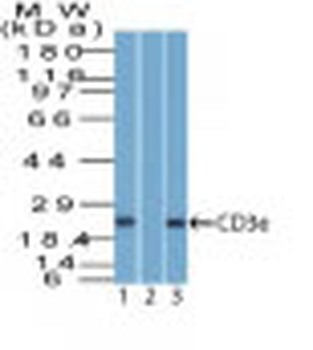 CD3e (T-Cell Marker) Antibody - With BSA and Azide