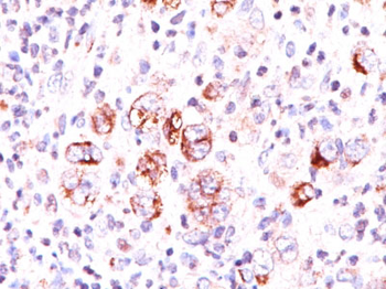 Bcl-X (Apoptosis Marker) Antibody - With BSA and Azide