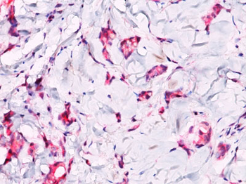 beta-Catenin (p120) Antibody - With BSA and Azide