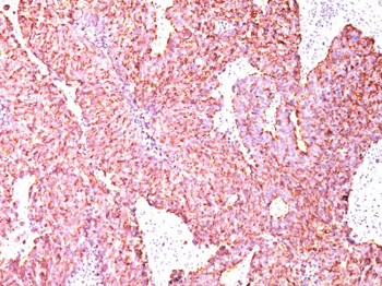 Chromogranin A / CHGA (Neuroendocrine Marker) Antibody - With BSA and Azide