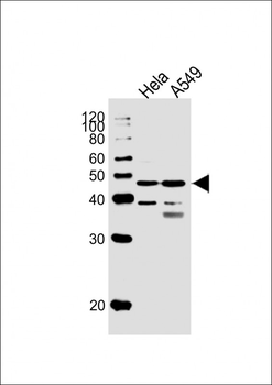 NFIC Antibody (Center)