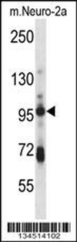 SMURF1 Antibody (Center)