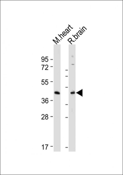 GPER Antibody (C-term)