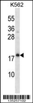 CREG1 Antibody (N-term)