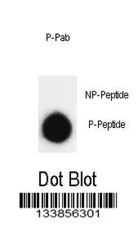 Phospho-SNAP25(T138) Antibody