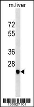 SGCD Antibody (C-term)