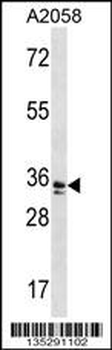 WDR5 Antibody (N-term)