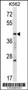MAFA Antibody (C-term)