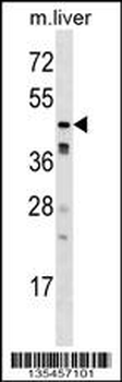 Mouse Camk1g Antibody (C-term)
