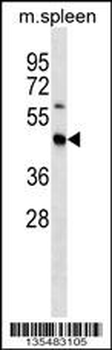 Mouse Stradb Antibody (C-term)