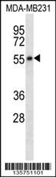 HTR7 Antibody (C-term)