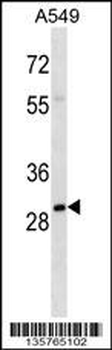 THOC4 Antibody (Center)