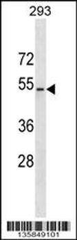 WWTR1 Antibody (C-term)