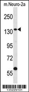 CNTROB Antibody (Center)