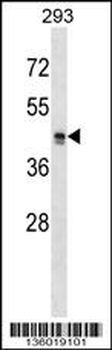MRGPRX2 Antibody (C-term)