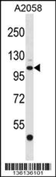 EDEM3 Antibody (C-term)