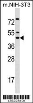 IRX5 Antibody (C-term)