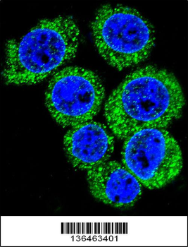 LEP Antibody (N-term)