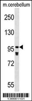PDE4A Antibody (N-term)