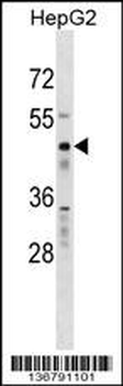 RBMS1 Antibody (Center)