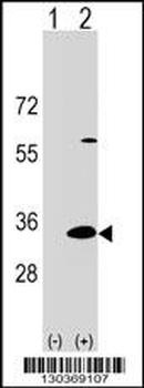 DAPP1 Antibody (C-term)