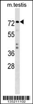 TRIM41 Antibody (C-term)