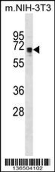 NDOR1 Antibody (Center)