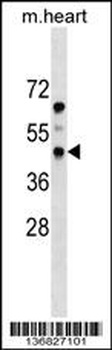 PDGFRL Antibody (N-term)