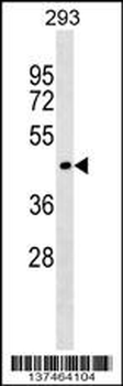SERINC1 Antibody (C-term)