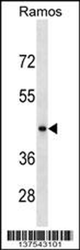 RGMB Antibody (C-term)