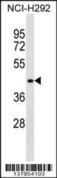 DPF1 Antibody (Center)