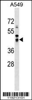 SAV1 Antibody (N-term)