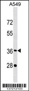CREBZF Antibody (C-term)