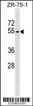 PLD4 Antibody (N-term)