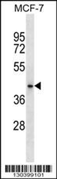 HAUS7 Antibody (N-term)
