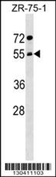 ARCN1 Antibody (Center)
