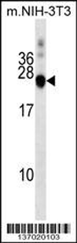 DNAJC5 Antibody (Center)