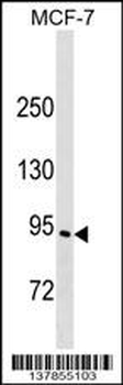 ELMO3 Antibody (C-term)