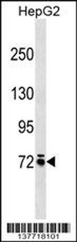 MOXD1 Antibody (N-term)