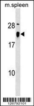 ALG13 Antibody (Center)
