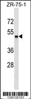 ZSCAN18 Antibody (Center)