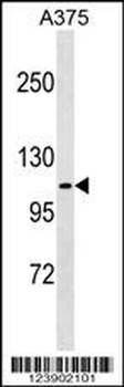 FARP1 Antibody (N-term)