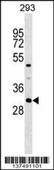 ASB7 Antibody (Center)