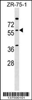 NOVA2 Antibody (N-term)